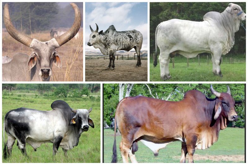 Зебу представляют собой тип крупного рогатого скота, происходящего из Южной Азии