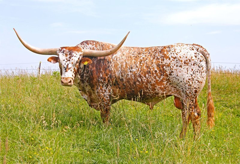 Техасские лонгхорны (Texas Longhorn Cows) - является породой крупного рогатого скота известного своими характерными только для этой породы рогами, каждый рог может достигать длины в 2,1 м.