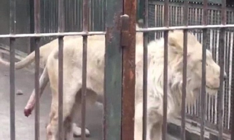 Голодный лев в китайском зоопарке отгрыз собственный хвост