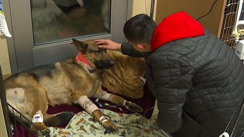 Пёс спас хозяина от смерти, бросившись под пули