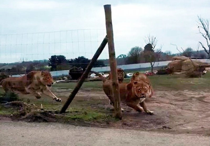 Львы напали на машину с детьми в сафари-парке