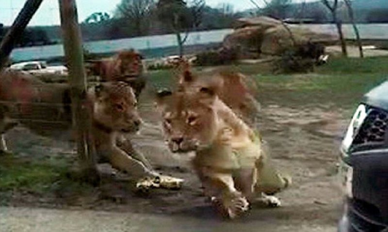 Нападение львов. Нападения Льва в сафари. Сафари Лев набрасывается.