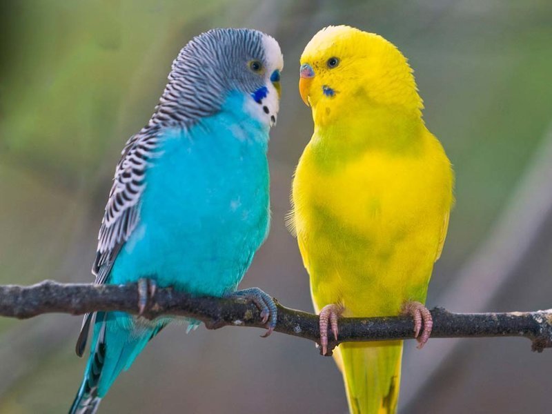 Продолжительность жизни волнистых попугаев в домашних условиях