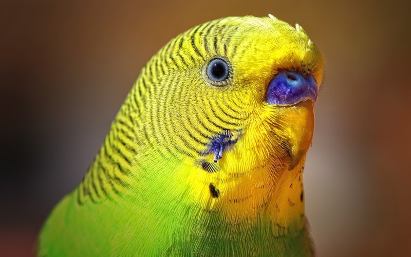 Волнистый попугай и интересные факты о нем
