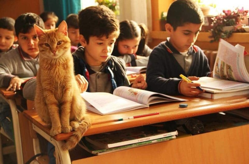 Кот в турецкой школе