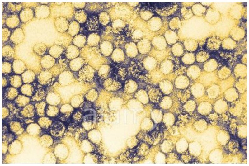Желтая лихорадка – это опасная инфекционная природно-очаговая болезнь, распространяющаяся через укусы комаров в странах с жарким влажным климатом