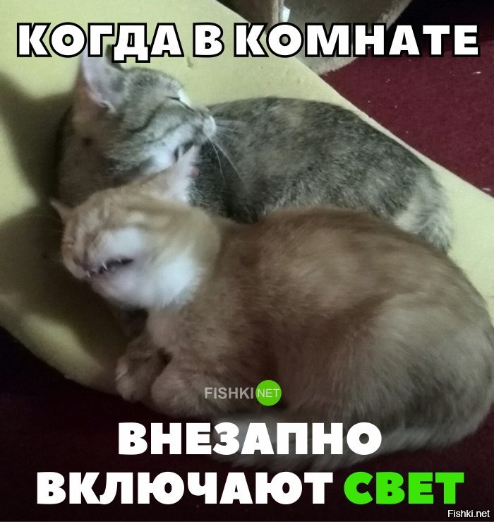 Включите свет смешные картинки