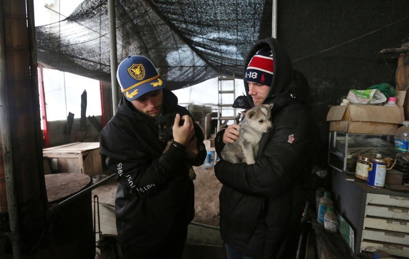 Спортсмен спас одного щенка и договорился вывезти 90 собак