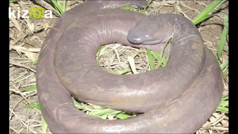 Земляной червь, в народе называют Penis Snake, а по-научному это Atretochoana