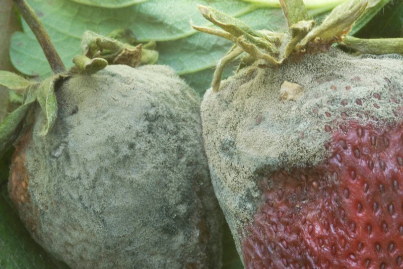 Серая гниль - поражает фрукты, овощи, чаще всего растет на масленичных культурах