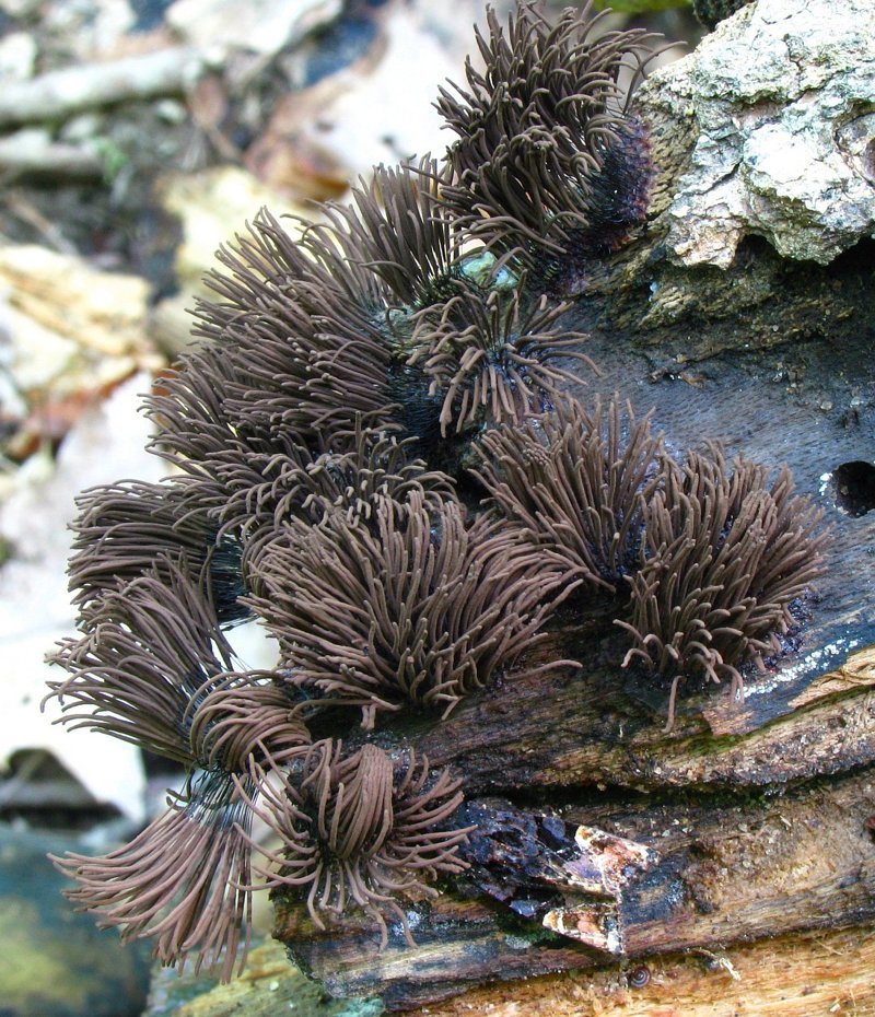 Stemonitis splendens - Род слизевиков (Миксомицеты, семейства стемонитис), встречаются повсеместно, живут на гниющей древесине