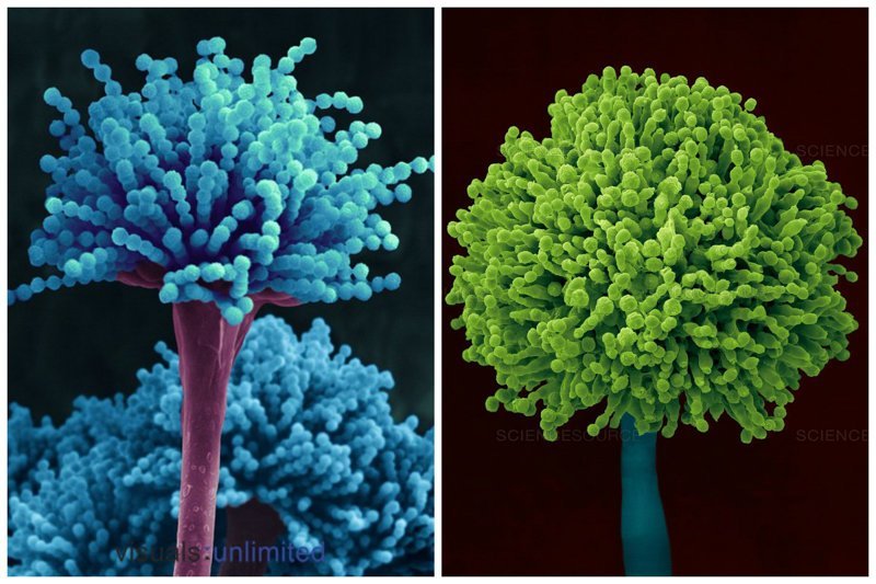 Mold conidiophores - обитает в домах, используется как зеленая и голубая плесень при производстве сыра. Из этого гриба производят пенициллин — первый антибиотик, открытый Александром Флемингом.