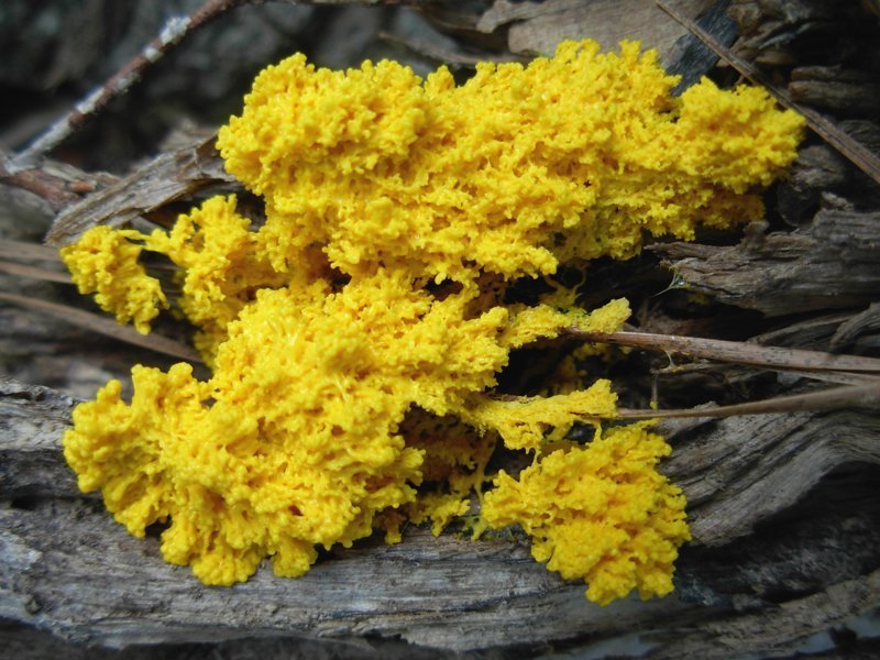 Желтая плесень (slime mold)