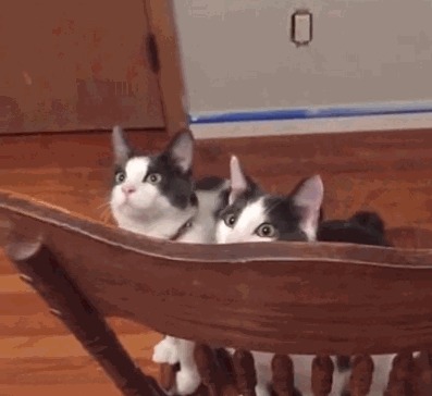 Коты первый раз увидели потолочный вентилятор