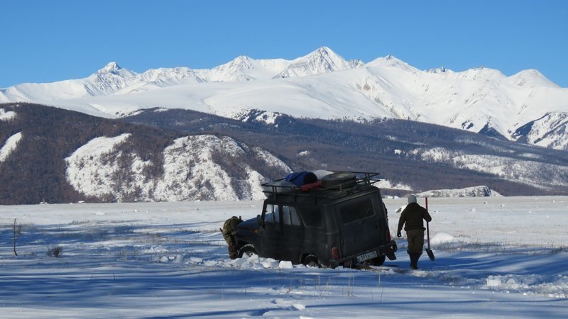 Девять снежных барсов насчитали в долине реки Аргут в Республике Алтай