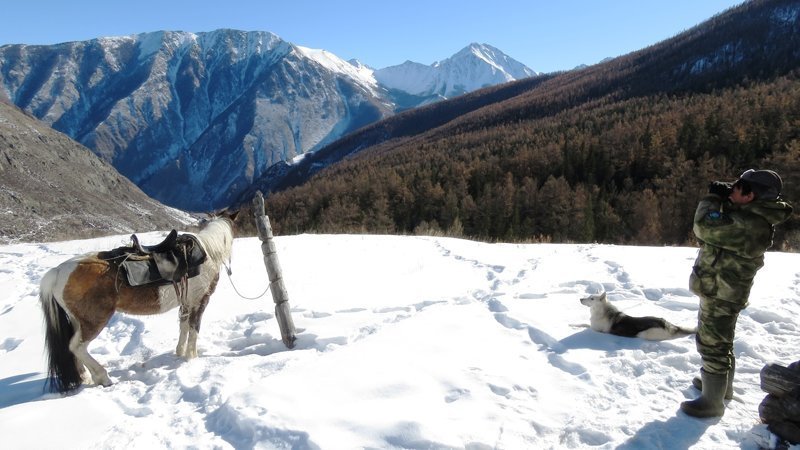 Девять снежных барсов насчитали в долине реки Аргут в Республике Алтай