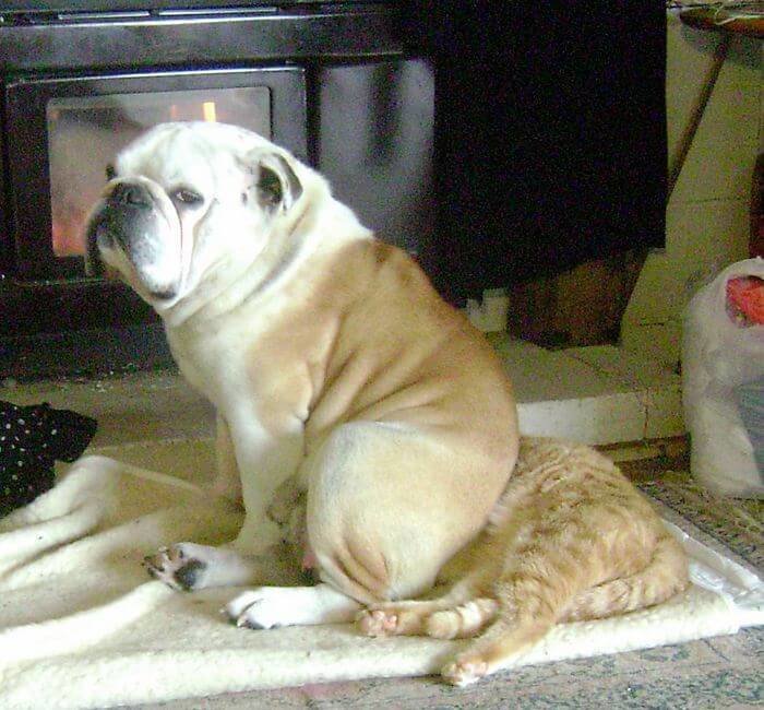 Пример тёплых отношений между кошкой и собакой, живущими в одном доме