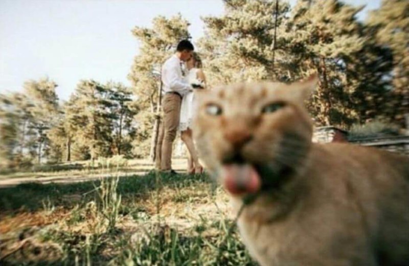 Тот случай, когда кот красиво испортил романтичное фото