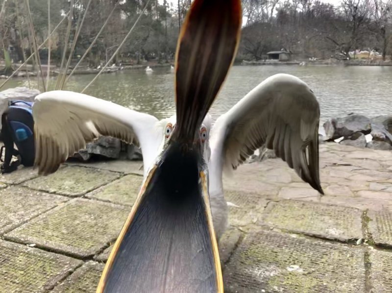 Когда пеликан хочет съесть твой телефон