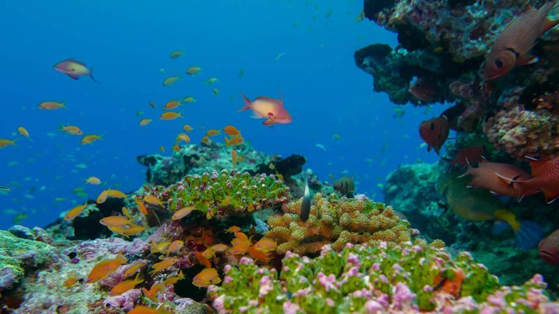 Мальдивы подводной поиск среди акул