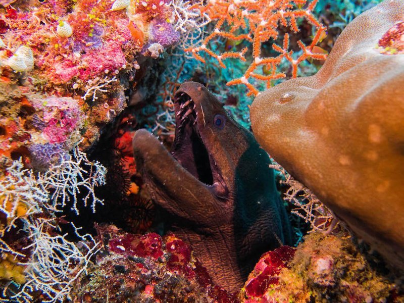 Мальдивы подводной поиск среди акул