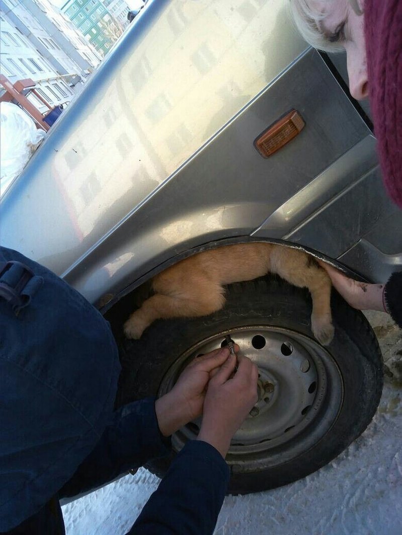В Татарстане прохожие, спасая от смерти щенка, смогли поднять на руках автомобиль