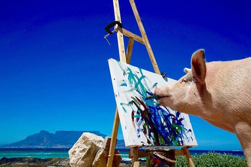 Свинка по кличке Пикассо рисует картины, которые раскупают за тысячи долларов