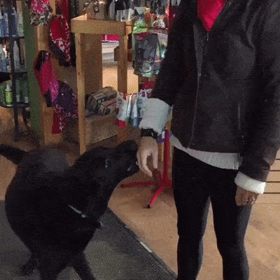 Человек, достань вкусняшку