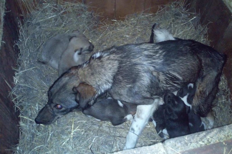 В Омске бездомные люди спасли собаку с 9-Ю щенками