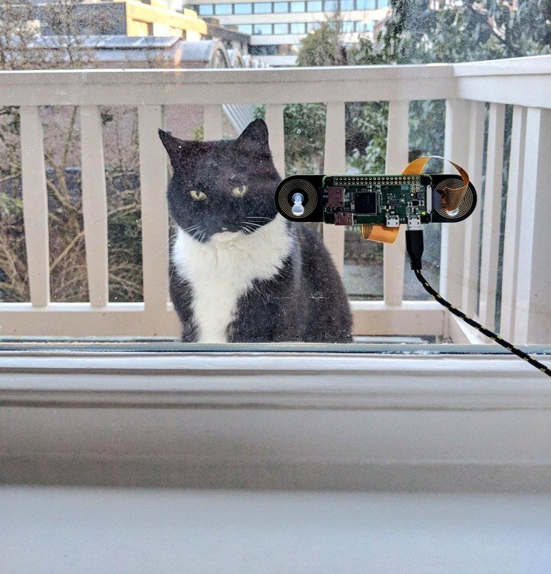 Голландский программист разработал систему распознавания морды кота