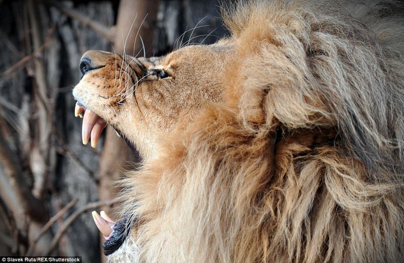 Грива у львов-самцов обычно начинает расти примерно с двух лет, что сигнализирует о наступлении половой зрелости.