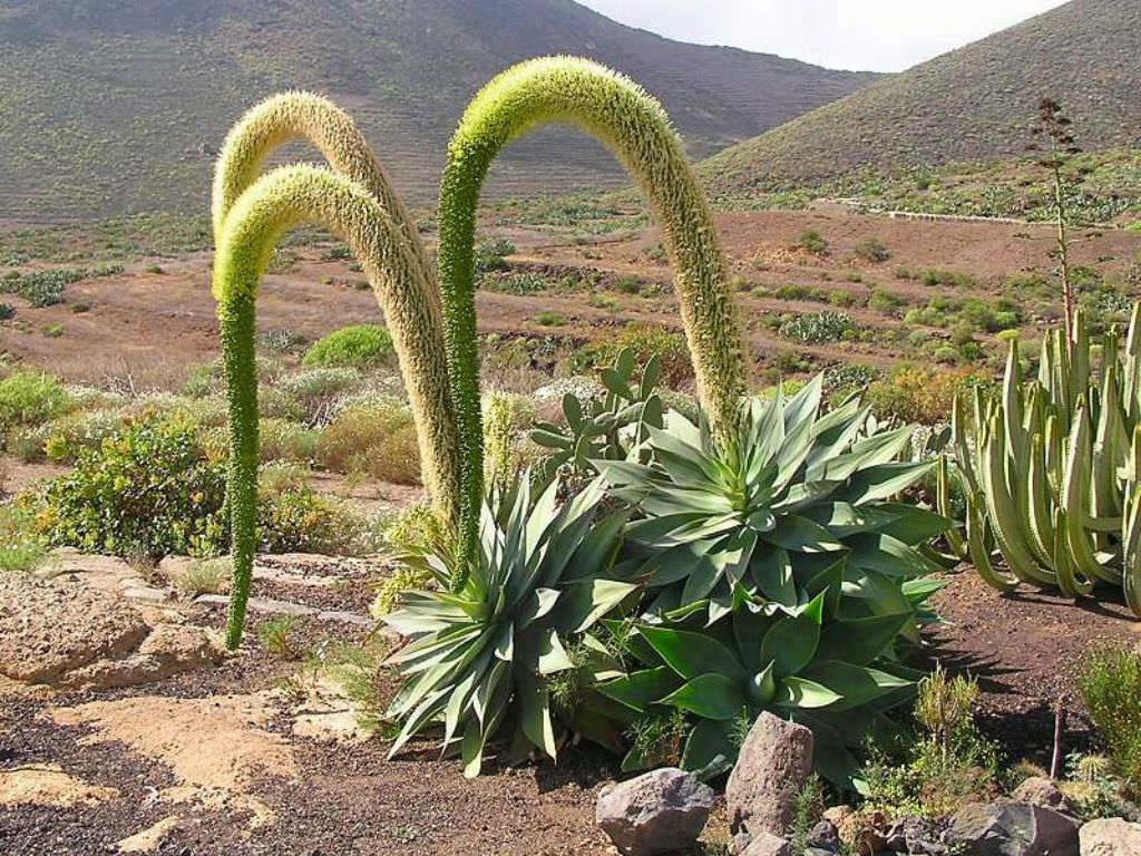 Растительность мексики