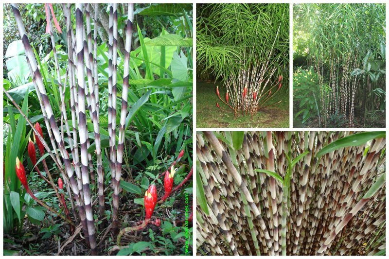 Costus stenophyllus 'Bamboo Ginger" (бамбуковый имбирь)
