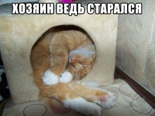 Субботний котопост
