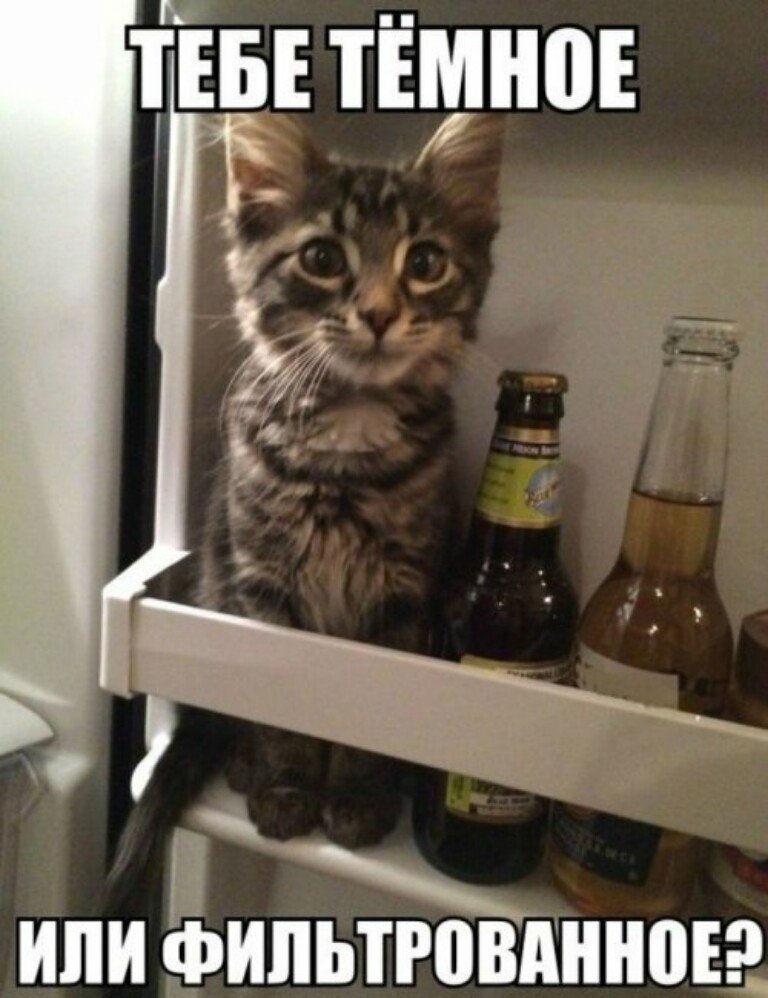 Субботний котопост