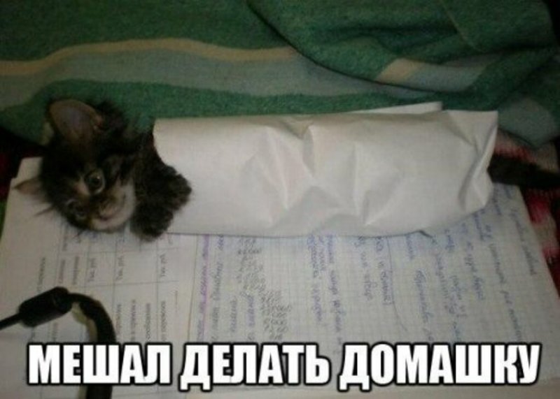 Субботний котопост