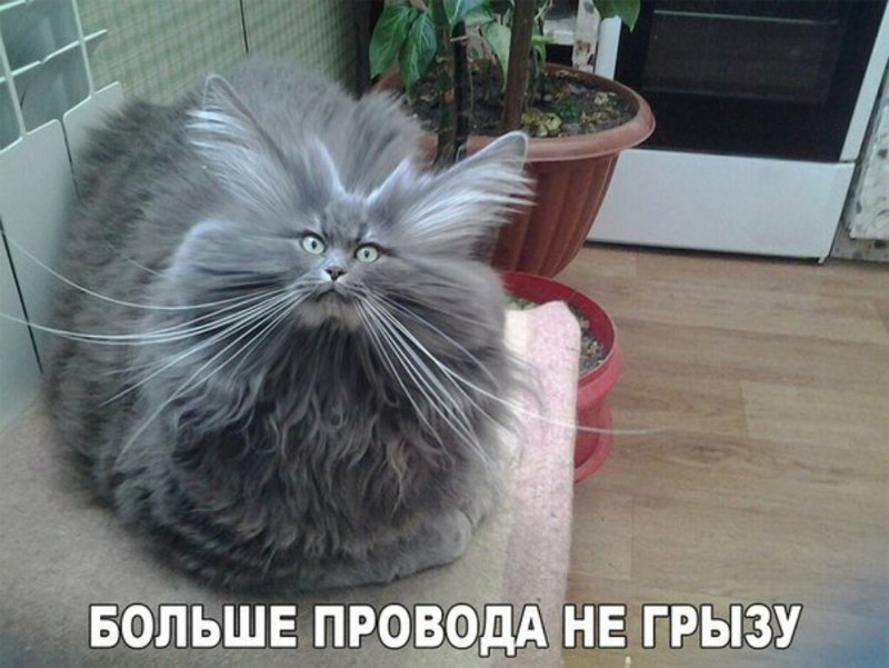 Субботний котопост