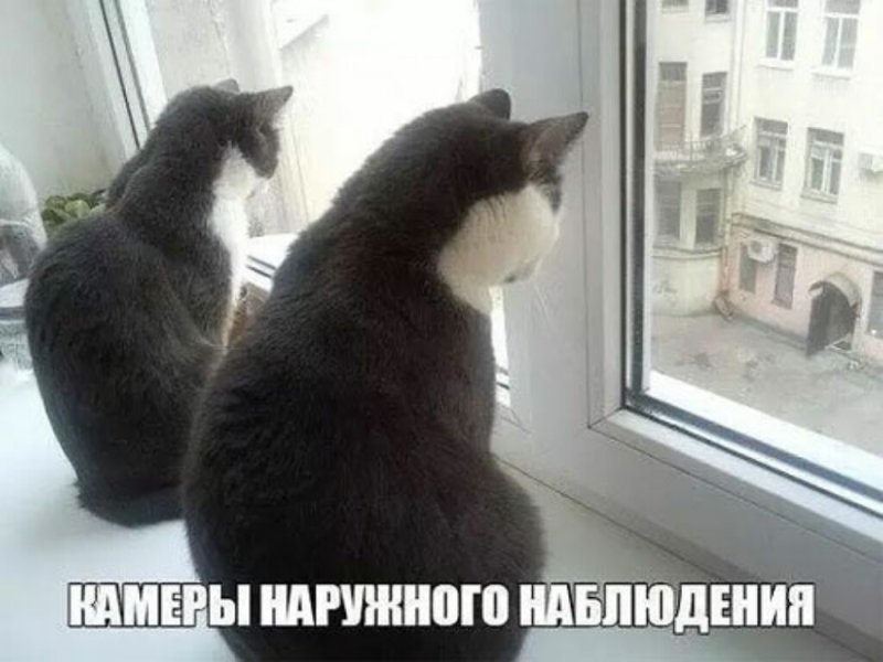 Субботний котопост