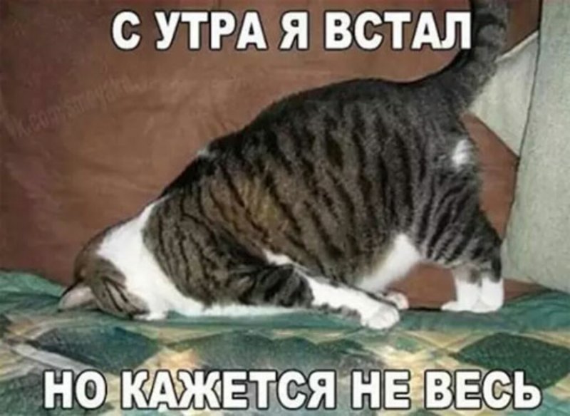 Субботний котопост