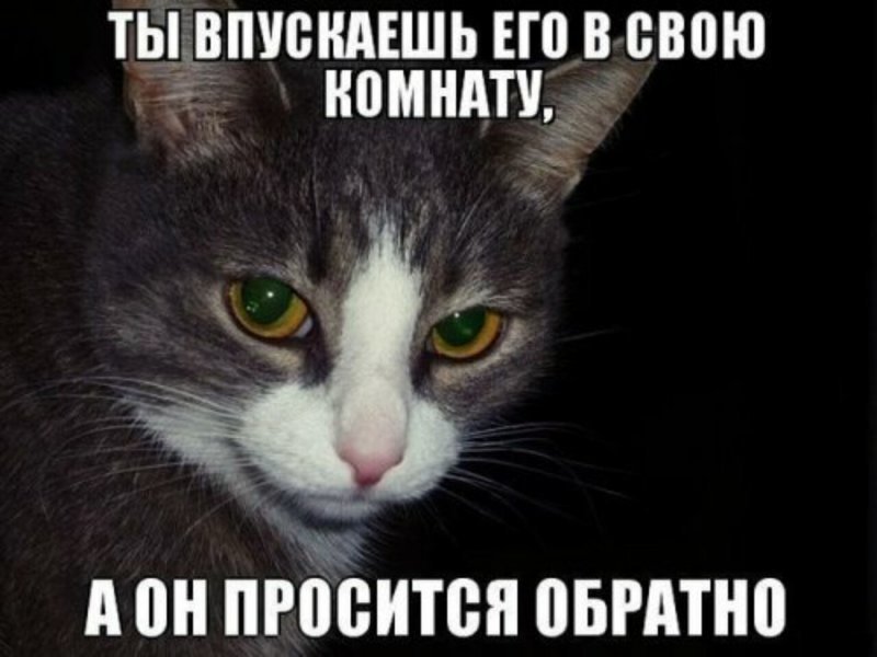 Субботний котопост