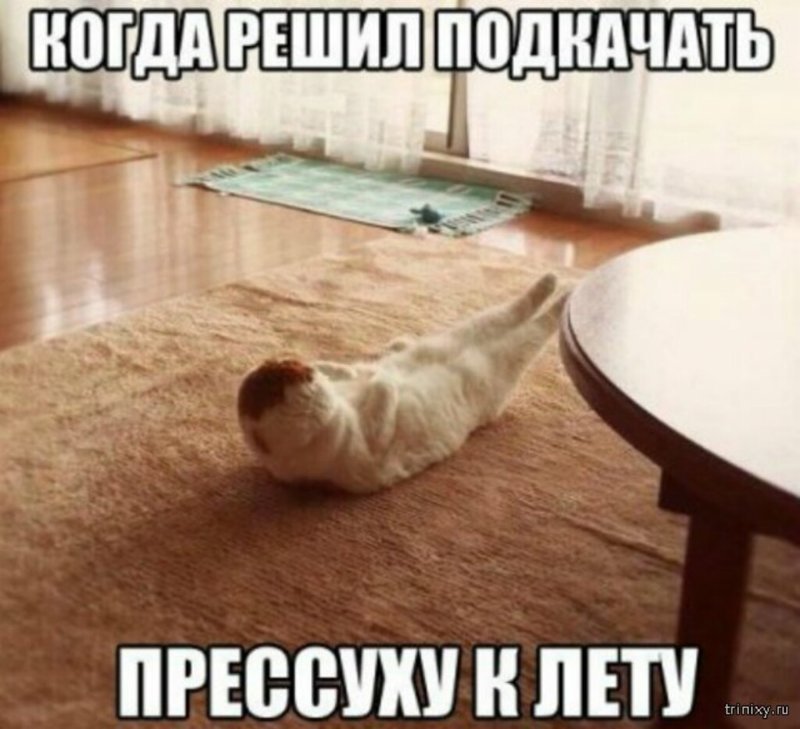 Субботний котопост