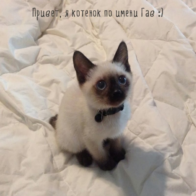 Субботний котопост