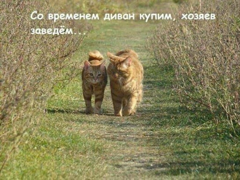 Субботний котопост