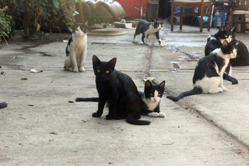 Бездомный оставил после себя сорок уличных кошек. Местные жители построили для них мини-городок