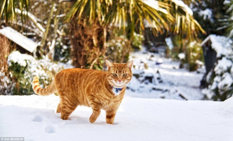 Посмотрите, какой красавец кот и как он гордо вышагивает по снегу