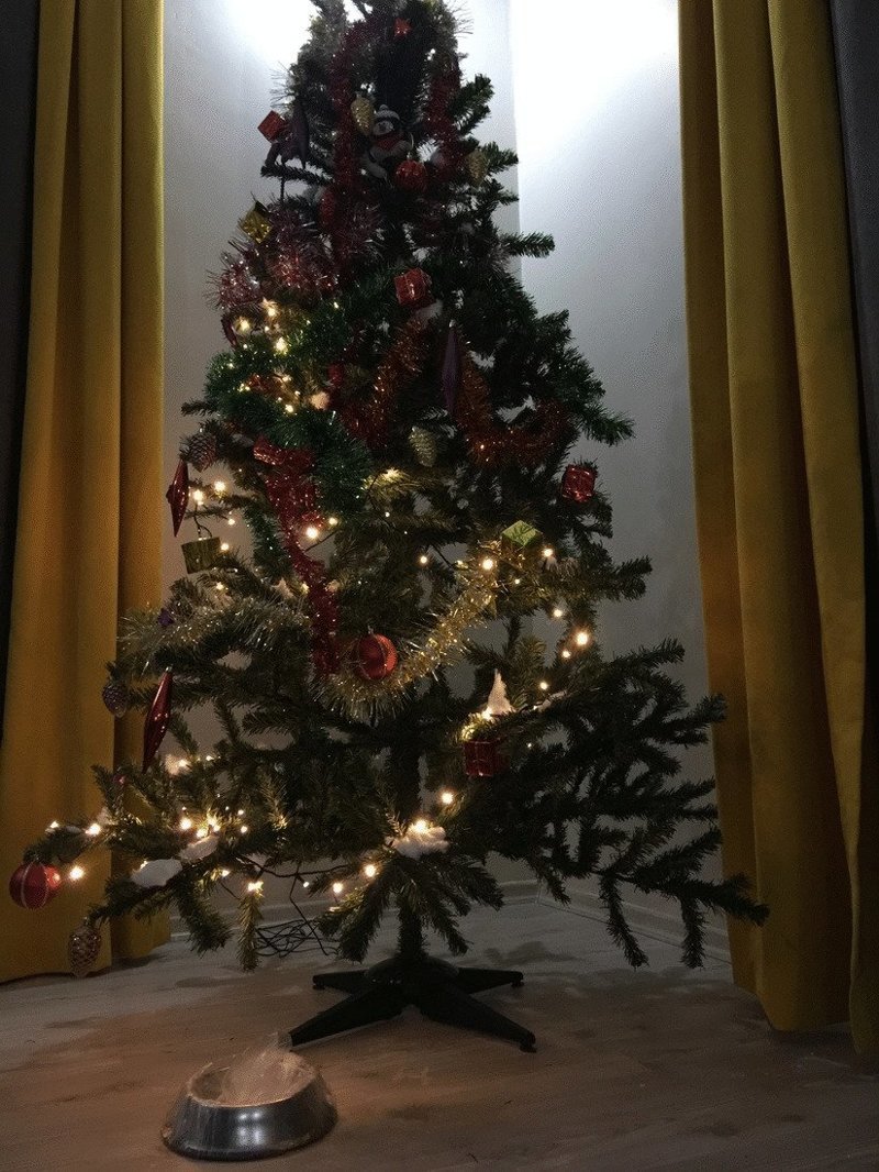 В новогодние праздники кошку ждали подарки под елкой