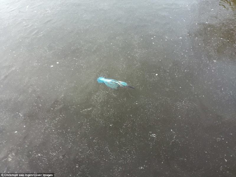 Морозы жестоки: к северу от Амстердама один из местных во время катания на коньках обнаружил зимородка. По-видимому, птица нырнула за добычей, но попала под лёд и уже не смогла выбраться.
