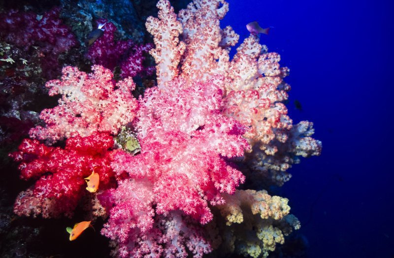 Как размножаются кораллы