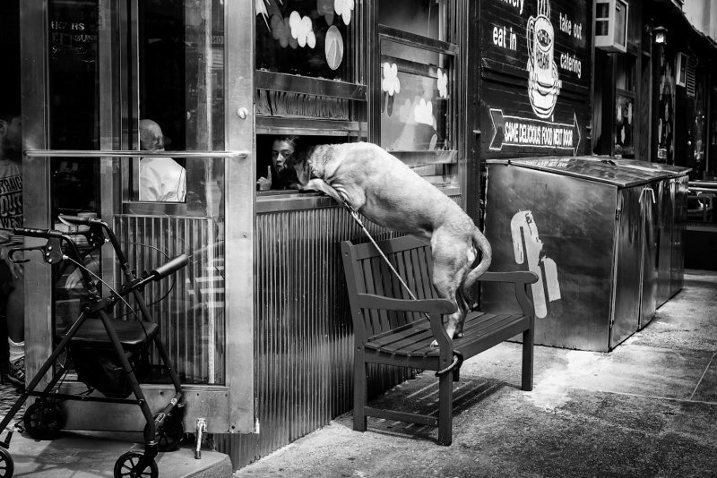 3. Собака в окне кафе в Нижнем Манхэттене. (Фото John White | UK National Geographic Traveller Photography Competition 2018):
