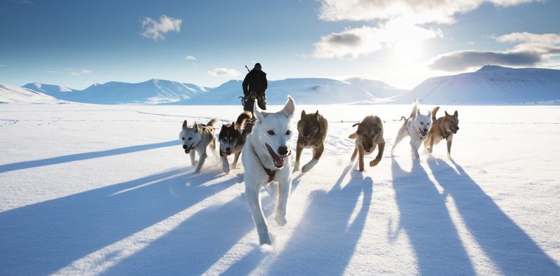 9. Собачья упряжка, Свальбард, Норвегия. (Фото Stuart Dunn | UK National Geographic Traveller Photography Competition 2018):
